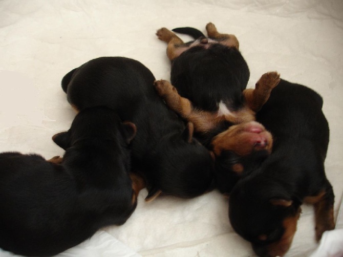 Les bébés sont arrivés